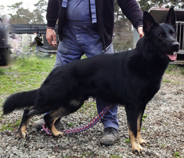 bicolor german shepherd