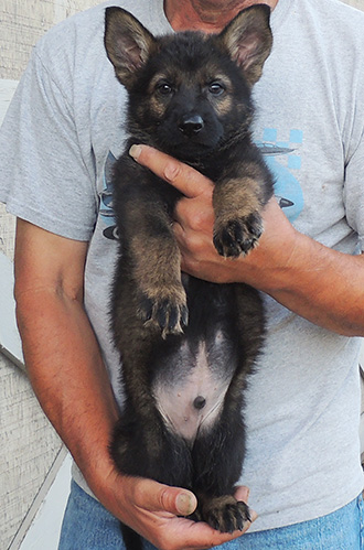 Annie Lord G Litter Lime collar black sable male 7 wks