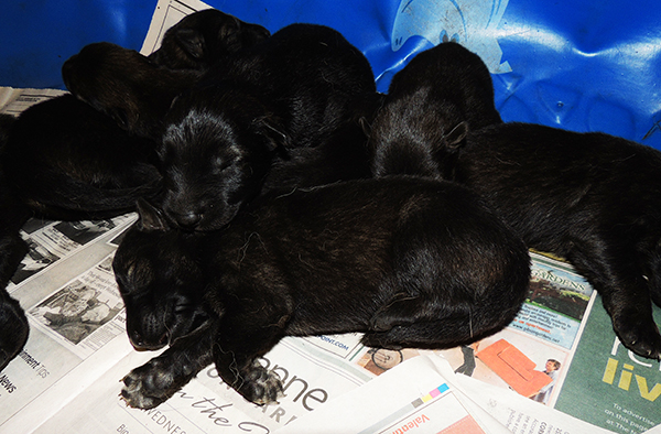 Yulia Mango Black sable pups 6 days 2