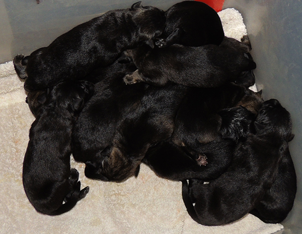 Box full of puppies Gerry Nikita B litter newborns