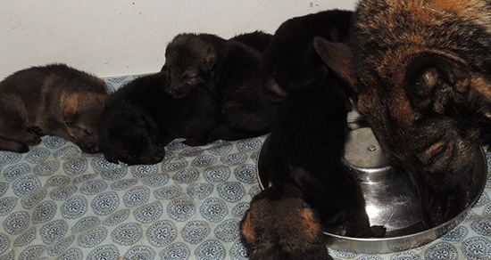 Elfie Lord D Litter 3 wks old