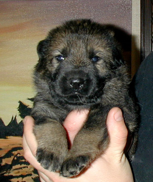 Dany Lux blk collar male 2wks