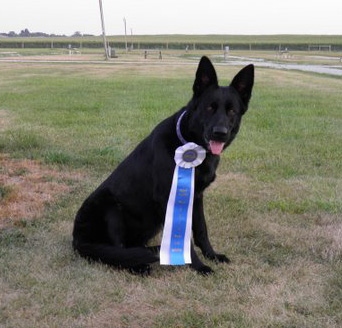 Edge earns Flyball Title 