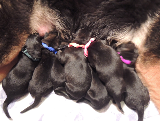 Eina Norbo K Litter 24 hrs old