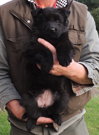 Elfie Aron black female 6 wks