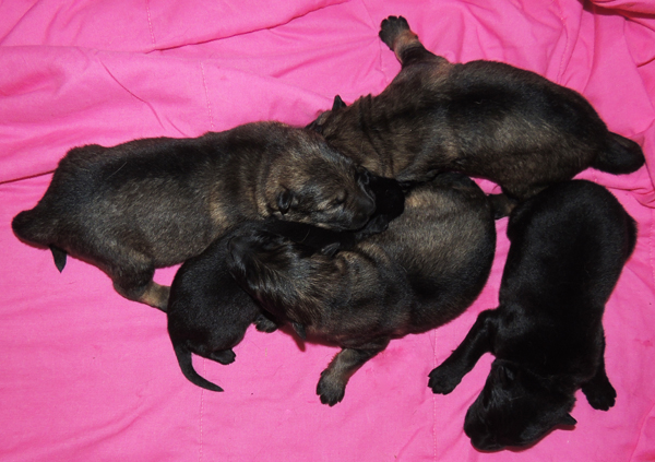 Aron Elfie R Litter 12 days old