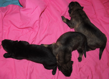 Elfie Aron R Litter males 12 days 2