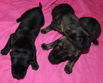 Elfie Aron R Litter males 12 days old1