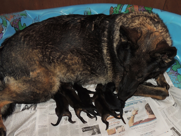 Elfie Aron R Litter Newborns