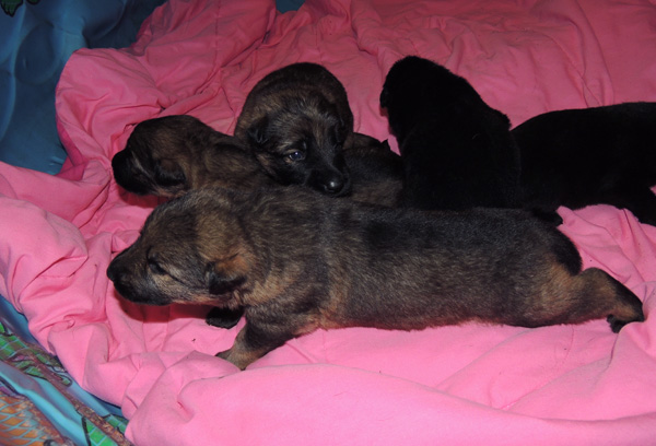 Elfie Aron R Litter 3 wks 2