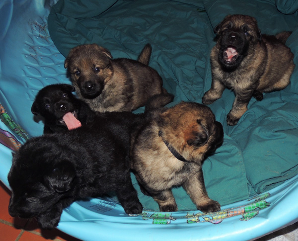 Elfie Aron R Litter 4 wks 4