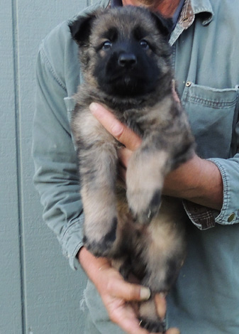 Elf e Aron R LItter Blk Sable male royal collar 5.5 wks