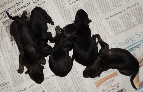 Elfie Aron Newborn R Litter