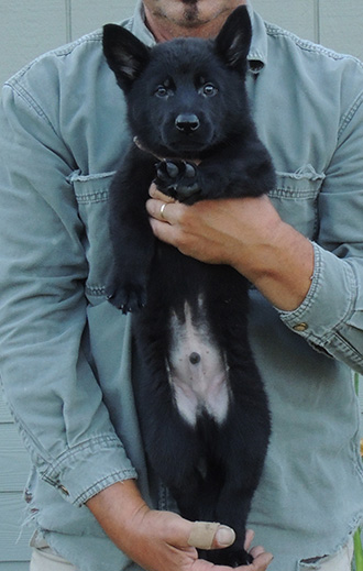 Elfie Lord D Litter Black Male Med Green Collar 7 wks
