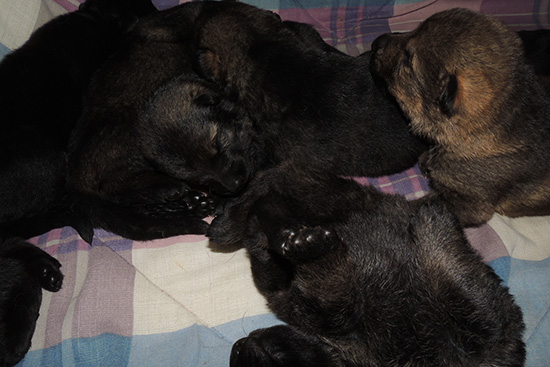 Elfie Lord D Litter 15 days 2