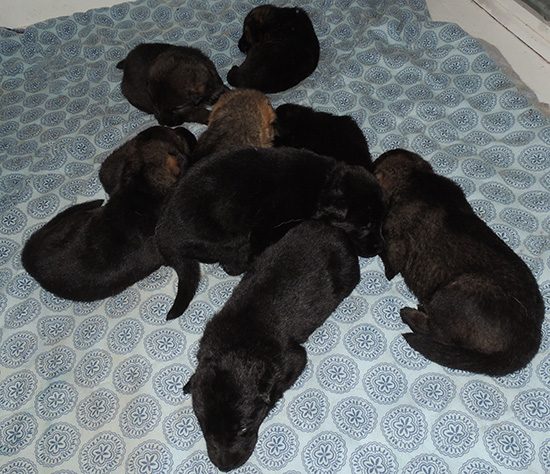Elfie Lord D Litter 19 days old