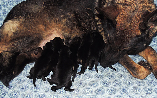 Elfie Lord D Litter 3 days 1