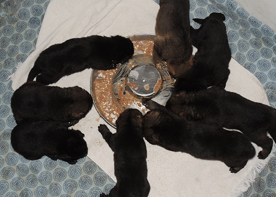 Elfie Lord D Litter 3 wks old_1