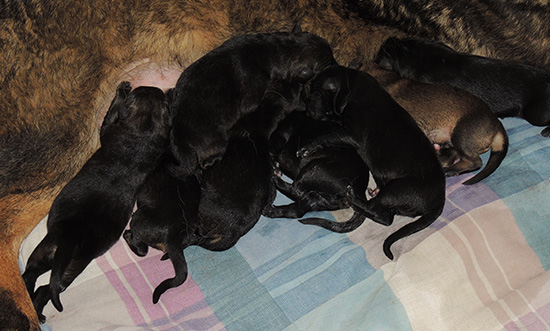 Elfie Lord D Litter Newborns 1