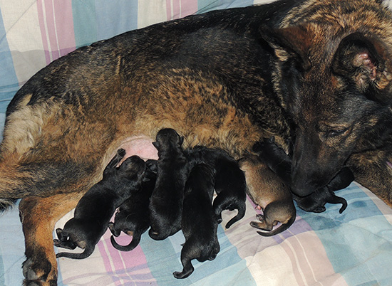 Elfie Lord D Litter Newborns 3