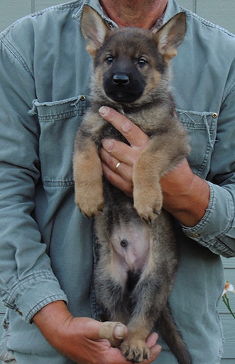 Elfie Lord D Litter Red Sable Male Black Collar 7 wks
