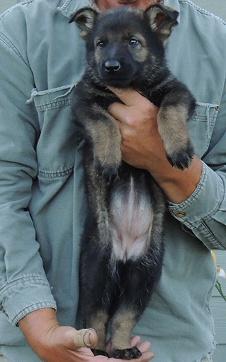 Elfie Lord D Litter Orange collar Sable Female 7 wks