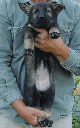 Elfie Lord D Litter Pink collar sable female 7 wks