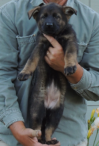 Elfie Lord D Litter Red collar sable female 7 wks