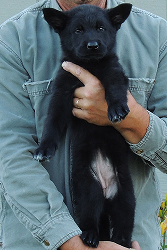 Elfie Lord D Litter black Fe Lime collar 7 wks