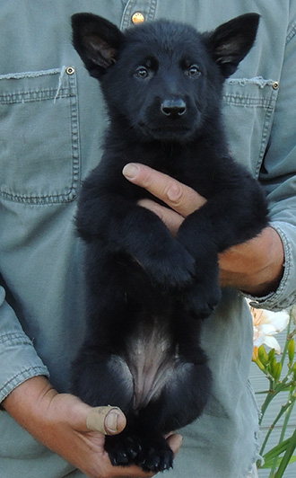 Elfie Lord D Litter Black Female Purple collar 7 wks