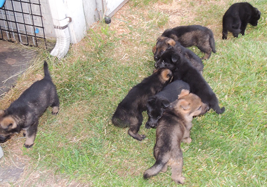 Elfie Lord D Litter 5 wks 2