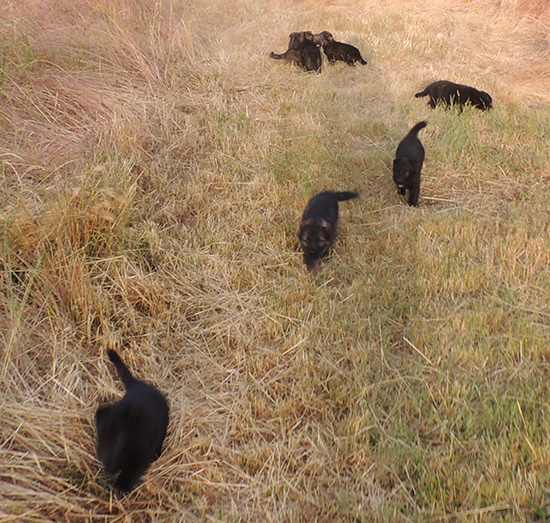 Elfie Lord D Litter 5 wks 3