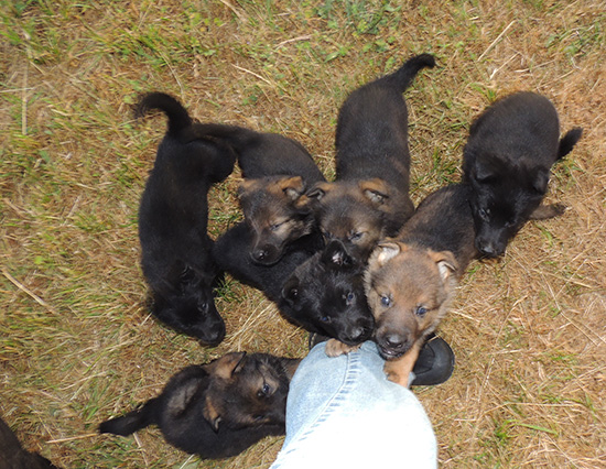Elfie Lord D Litter 5 wks 4
