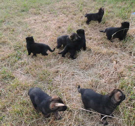 Elfie Lord D Litter 5 wks 5