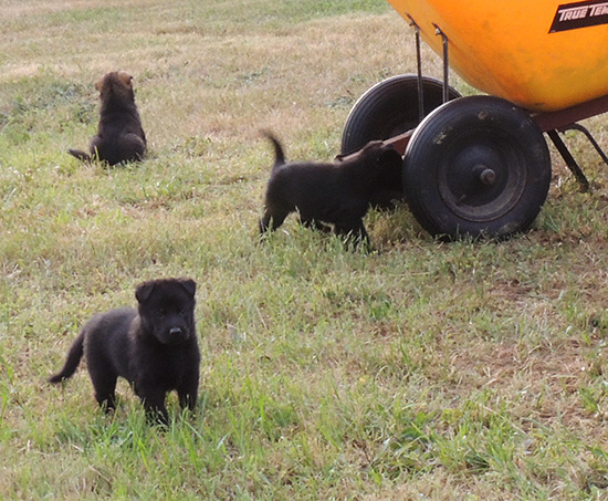 Elfie Lord D Litter 5 wks 6