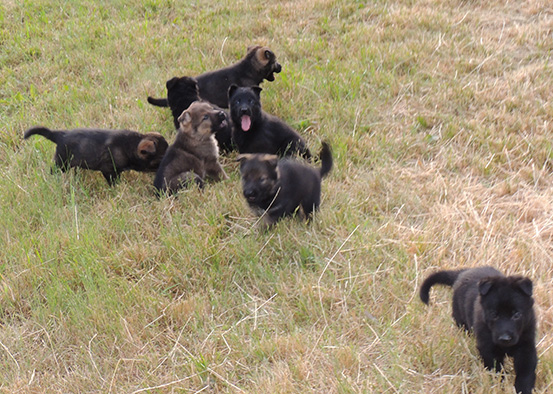 Elfie Lord D Litter 5 wks 7