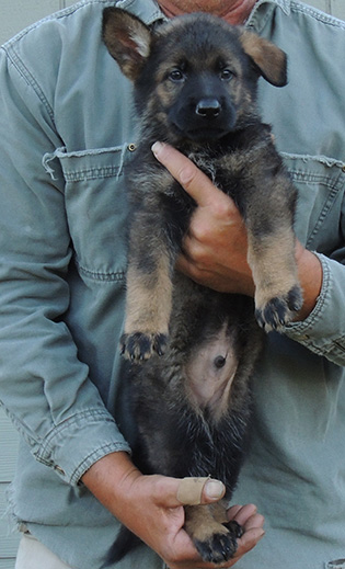 Elfie Lord D Litter DK Green Sable male 7 wks