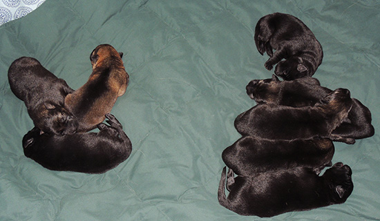 Elfie Lord D Litter 5 days old