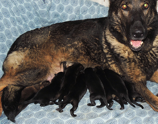 Elfie Lord D Litter 3 days 2