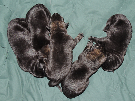Elfie Lord D LItter girls 5 days 1