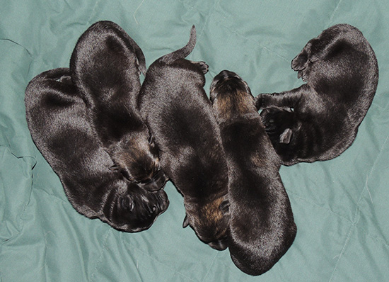 Elfie Lord D Litter girls 5 days 2