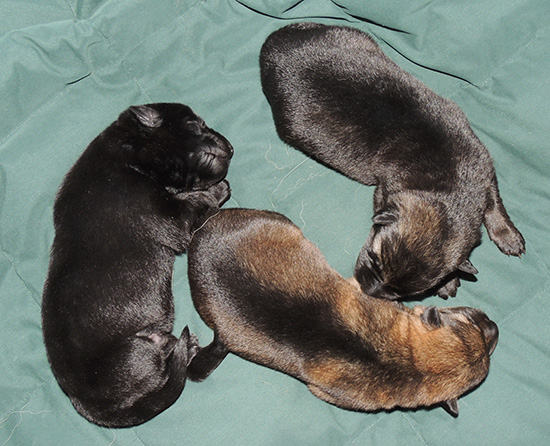 Elfie Lord D Litter boys 5 days 1