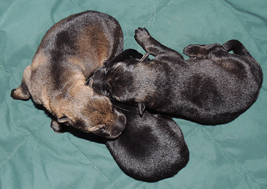 Elfie Lord D Litter Boys 5 days 2