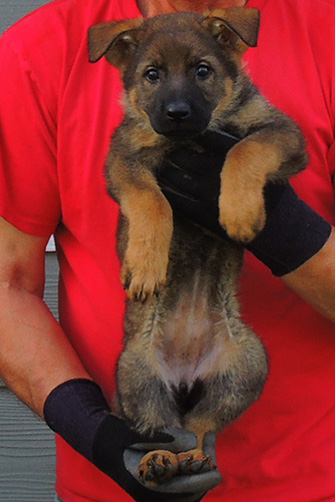 Elfie Lord T Litter 2015 Orange Collar Sable Female7.5 wks