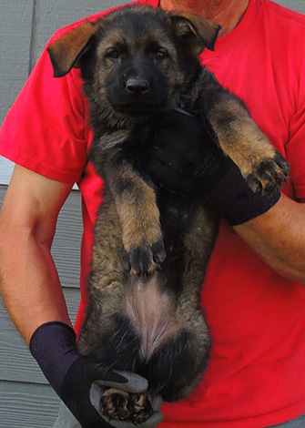 Elfie Lord T Litter 2015 Pink Collar female 