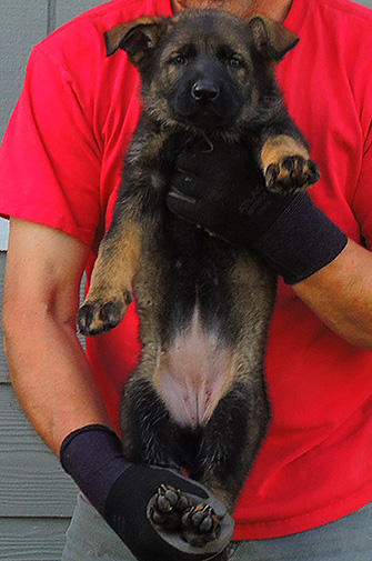 Elfie Lord T Litter 2015 Purple collar Sable Female 7.5 wks