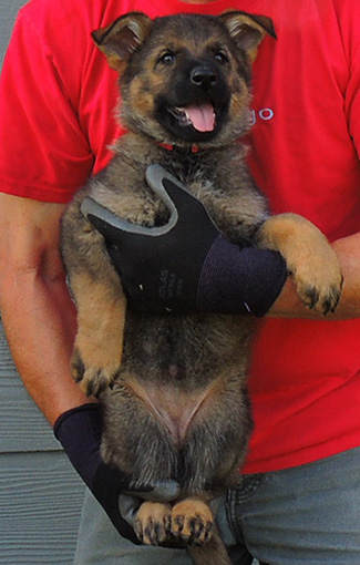 Elfie Lord T Litter 2015 Red Collar Sable Female