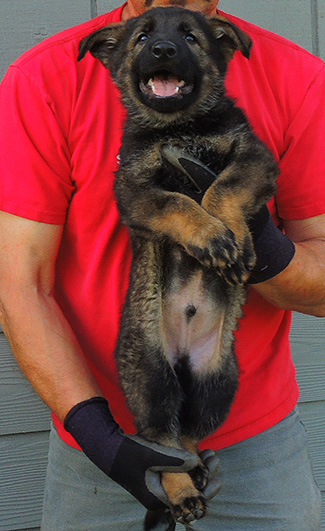 Elfie Lord T Litter Male Royal Blue collar 7.5 wks