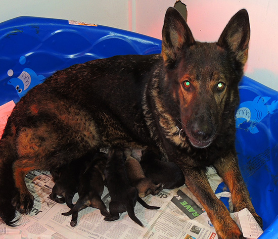 Elfie Lord T Litter 24 hrs 2