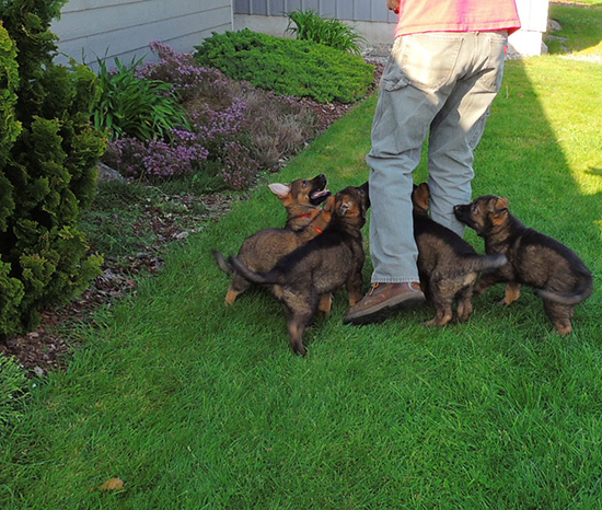 Elfie Lord T Litter 2015 2